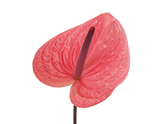 Anthurium Pink