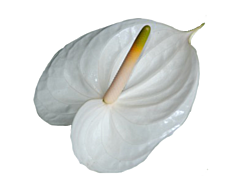 Anthurium White