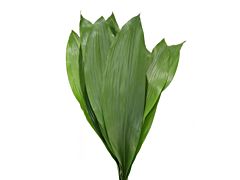 Philodendron Small