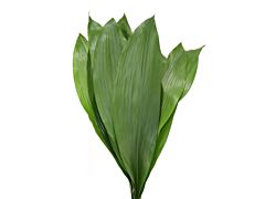 Philodendron Medium