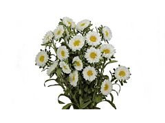 Aster Montecasino white