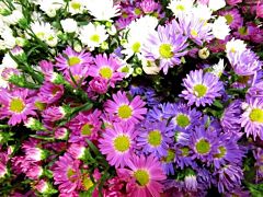 Aster Montecasino Assorted