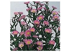 Aster Montecasino pink