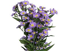 Aster Monark purple