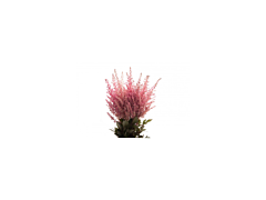 Astilbe - pink