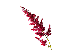 Astilbe - red