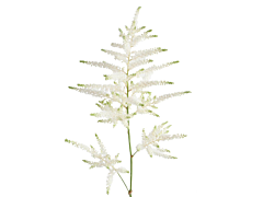 Astilbe - white