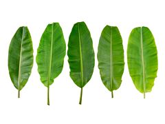 Banana Leaves