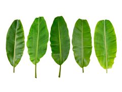 Banana Leaves