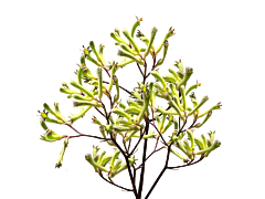 Kangaroo Paw — green