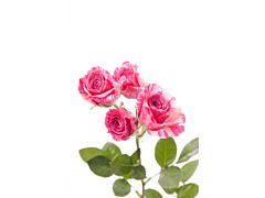 Spray Roses Pink Flash