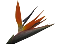 Birds Of Paradise