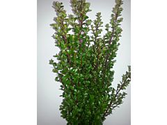 Boxwood