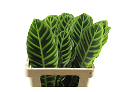 Calathea Zebrina