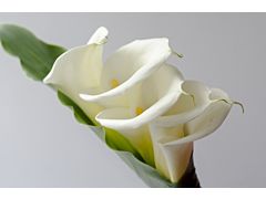 Calla lily white extra 90 cm