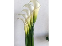 Calla lily white fancy 80 cm