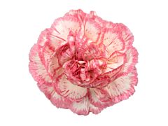 Carnation Armonia