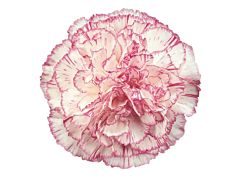 Carnation Melodia