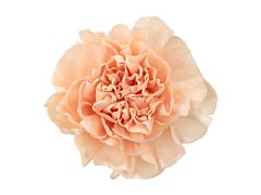 Carnation Peach