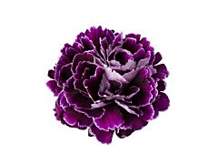 Carnation purple