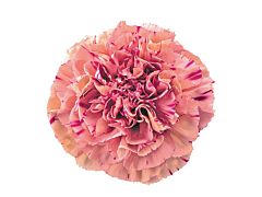 Carnation Vortex