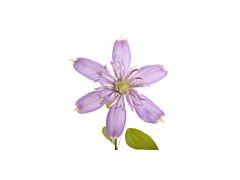 Clematis