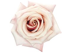 Cream Rose Mother of Pearl