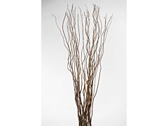 Curly Willow Large
