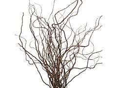 Curly Willow Medium