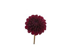 dahlias burgundy