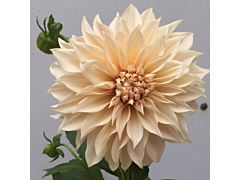 dahlias cafe au lait