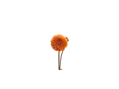 dahlias orange