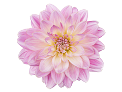 dahlias pink