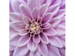 dahlias purple