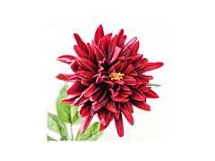 dahlias red