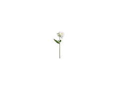 dahlias white