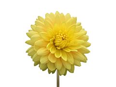 dahlias yellow