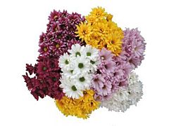 daisy poms — assorted