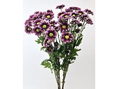 daisy poms — Purple