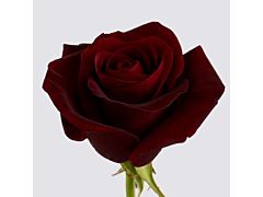 Dark Red Rose Black Magic