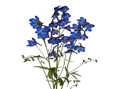 Delphinium hybrid - dark blue