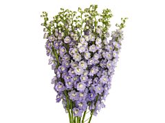 Delphinium hybrid - lavender