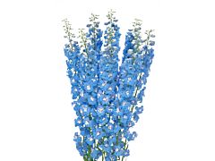 Delphinium hybrid - light blue