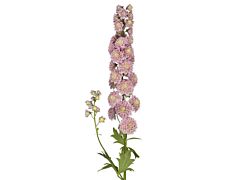 Delphinium hybrid - light pink