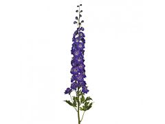 Delphinium hybrid - purple