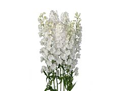 Delphinium hybrid - white