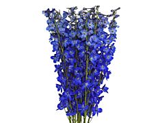 Delphinium Sea Waltz