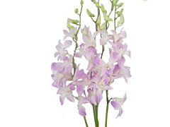 Dendrobium Lavander