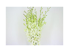 Dendrobium White