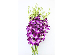 Dendrobium Purple Virigated